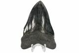 Serrated, Fossil Megalodon Tooth - Georgia #86277-1